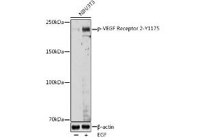 Western blot analysis of extracts of NIH/3T3 cells, using Phospho-VEGF Receptor 2-Y1175 antibody (ABIN3020297, ABIN3020298, ABIN3020299, ABIN1681721 and ABIN1681722) at 1:1000 dilution. (VEGFR2/CD309 antibody  (pTyr1175))