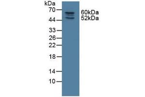 Figure. (NOSTRIN antibody  (AA 1-245))