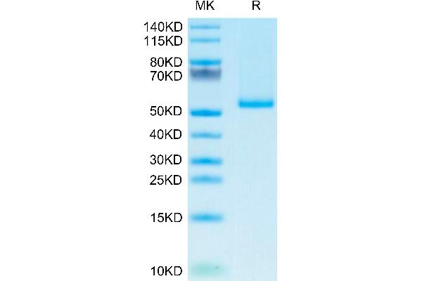 TNFSF9 Protein (Trimer) (His tag)
