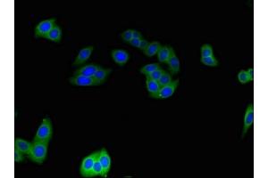 Immunofluorescent analysis of HepG2 cells using ABIN7148449 at dilution of 1:100 and Alexa Fluor 488-congugated AffiniPure Goat Anti-Rabbit IgG(H+L) (CNKSR3 antibody  (AA 301-555))