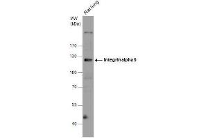 WB Image Rat tissue extract (50 μg) was separated by 7. (ITGA6 antibody  (Internal Region))