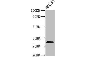 Western Blot Positive WB detected in: HEK293 whole cell lysate All lanes: KCNIP3 antibody at 2 μg/mL Secondary Goat polyclonal to rabbit IgG at 1/50000 dilution Predicted band size: 30, 27 kDa Observed band size: 30 kDa (DREAM antibody  (AA 1-145))