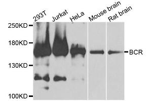 Western blot analysis of extracts of various cell lines, using BCR antibody. (BCR antibody)