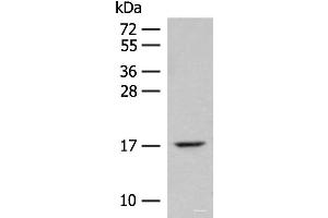Western blot analysis of Mouse lung tissue lysate using ISCU Polyclonal Antibody at dilution of 1:400 (ISCU antibody)