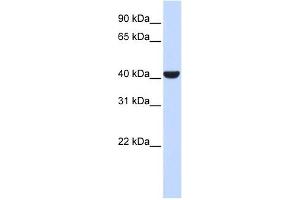 ERLIN2 antibody used at 1 ug/ml to detect target protein. (ERLIN2 antibody  (Middle Region))