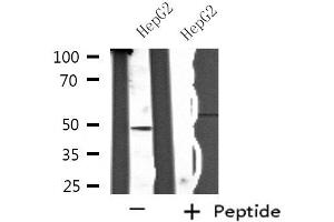 Western blot analysis of extracts from HepG2 cells, using SH2D2A antibody. (SH2D2A antibody  (C-Term))