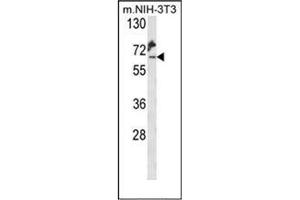 Western blot analysis of KLC2 Antibody (C-Term) in Mouse NIH-3T3 cell line lysates (35ug/lane). (KLC2 antibody  (C-Term))