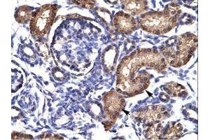 Image no. 1 for anti-Aryl Hydrocarbon Receptor (AHR) (AA 78-127) antibody (ABIN202935) (Aryl Hydrocarbon Receptor antibody  (AA 78-127))