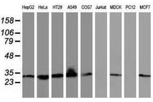 Image no. 3 for anti-Bridging Integrator 3 (BIN3) antibody (ABIN1496923) (BIN3 antibody)