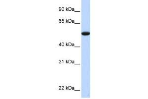 Western Blotting (WB) image for anti-Chromosome 9 Open Reading Frame 43 (C9orf43) antibody (ABIN2459928)
