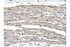 Image no. 1 for anti-G Protein-Coupled Receptor 161 (GPR161) (AA 201-250) antibody (ABIN6736635) (GPR161 antibody  (AA 201-250))