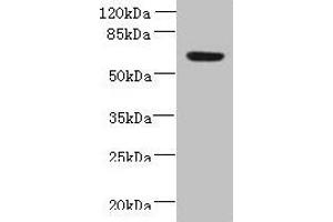 Western blot All lanes: NXPE1 antibody at 4 μg/mL + Human high value serum Secondary Goat polyclonal to rabbit IgG at 1/10000 dilution Predicted band size: 64, 47 kDa Observed band size: 64 kDa (FAM55A antibody  (AA 1-405))