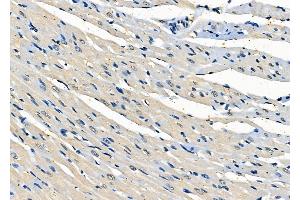 ABIN6261047 and ABIN6278023 at 1/100 staining Rat heart tissue by IHC-P. (CRTC3 antibody  (Internal Region))