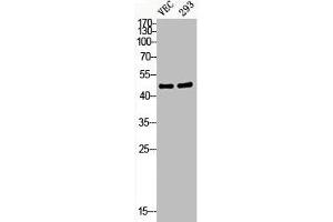 Western Blot analysis of VEC 293 cells using Phospho-HDAC8 (S39) Polyclonal Antibody (HDAC8 antibody  (pSer39))
