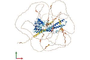 AlphaFold protein structure predicition of Human Recombinant MICALL2 Protein, UniprotID Q8IY33 (MICALL2 Protein (AA 1-904) (His tag))