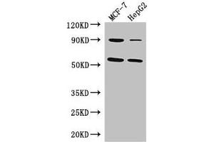 Western Blot Positive WB detected in: MCF-7 whole cell lysate, HepG2 whole cell lysate All lanes: FOXC1 antibody at 3 μg/mL Secondary Goat polyclonal to rabbit IgG at 1/50000 dilution Predicted band size: 57 kDa Observed band size: 57 kDa (FOXC1 antibody  (AA 1-79))
