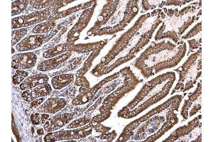 IHC-P Image Grp78 antibody [N2C1], Internal detects Grp78 protein at cytosol on mouse intestine by immunohistochemical analysis.