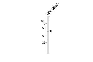 Western blot analysis of lysate from MDA-MB-231 cell line, using EDG4 Antibody (N18) (ABIN390085 and ABIN2840604). (EDG4 antibody  (N-Term))