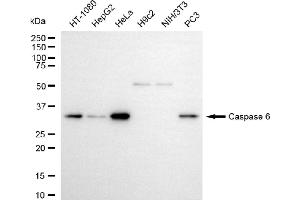 Western blotting analysis using caspase 6 antibody (ABIN7797899). (Recombinant Caspase 6 antibody)