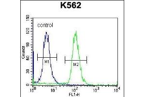ELX Antibody (N-term) (ABIN657093 and ABIN2846251) flow cytometric analysis of K562 cells (right histogr) compared to a negative control cell (left histogr). (AMELX antibody  (N-Term))