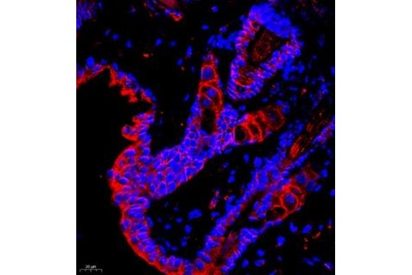 GDPD2 antibody