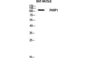 Western Blot (WB) analysis of Rat Muscle using PARP1 antibody. (PARP1 antibody)