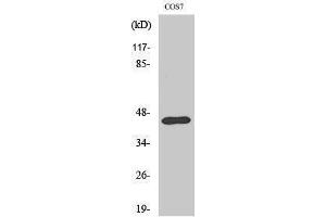 Western Blotting (WB) image for anti-Ephrin B1 (EFNB1) (Ser312) antibody (ABIN3174988) (Ephrin B1 antibody  (Ser312))