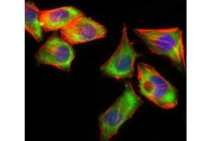Flow cytometric analysis of HeLa cells using PSAP antibody (green) and negative control (purple). (Prosaposin antibody  (AA 325-524))