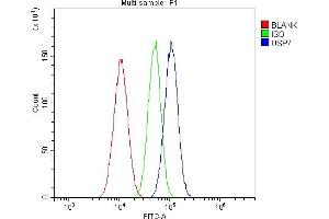 Flow Cytometry analysis of A549 cells using anti-HAUSP/USP7 antibody (ABIN5693267). (USP7 antibody  (AA 258-483))