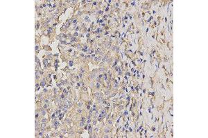 Immunohistochemistry (IHC) image for anti-Axin 2 (AXIN2) antibody (ABIN1875444) (AXIN2 antibody)