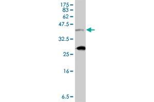 Western Blot detection against Immunogen (37. (TBX3 antibody  (AA 311-410))