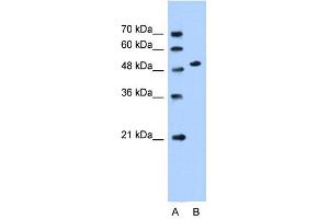WB Suggested Anti-SLC30A1 Antibody Titration:  0. (SLC30A1 antibody  (Middle Region))