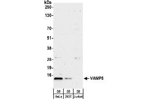 Western Blotting (WB) image for anti-Vesicle-Associated Membrane Protein 8 (Endobrevin) (VAMP8) (AA 1-50) antibody (ABIN7452991)