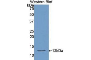 Western Blotting (WB) image for anti-Caspase 6, Apoptosis-Related Cysteine Peptidase (CASP6) (AA 194-293) antibody (ABIN1175661) (Caspase 6 antibody  (AA 194-293))