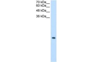 Western Blotting (WB) image for anti-Mitochondrial Ribosomal Protein S12 (MRPS12) antibody (ABIN2462968) (MRPS12 antibody)