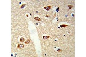 IHC analysis of FFPE mouse brain tissue stained with TLR3 antibody (TLR3 antibody)