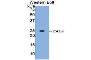 Western Blotting (WB) image for anti-High Mobility Group Box 1 (HMGB1) (AA 1-215) antibody (ABIN1078145)