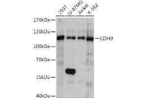 Western blot analysis of extracts of various cell lines, using CDH9 Rabbit pAb (ABIN7266002) at 1:1000 dilution. (Cadherin 9 antibody  (AA 340-420))