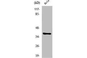 Western Blot analysis of COLO205 cells using Nkx-2.
