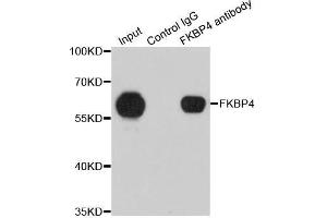 Immunoprecipitation analysis of 200 μg extracts of 293T cells using 1 μg FKBP4 antibody (ABIN5973289). (FKBP4 antibody)