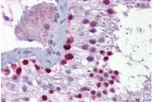 Anti-PITX3 antibody IHC staining of human testis. (PITX3 antibody  (N-Term))