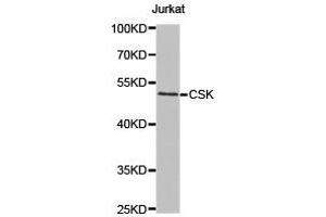 Western Blotting (WB) image for anti-C-Src tyrosine Kinase (CSK) antibody (ABIN1872031) (CSK antibody)