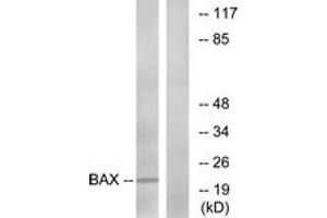 Western blot analysis of extracts from HepG2 cells, using Bax (Ab-167) Antibody.