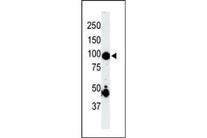 The anti-MAP4K2 Pab is used in Western blot to detect MAP4K2 in mouse skeletal muscle tissue lysate. (MAP4K2 antibody  (Middle Region))