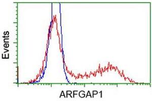 HEK293T cells transfected with either RC206987 overexpress plasmid (Red) or empty vector control plasmid (Blue) were immunostained by anti-ARFGAP1 antibody (ABIN2454350), and then analyzed by flow cytometry. (ARFGAP1 antibody)