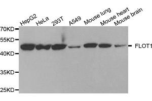 Western blot analysis of extracts of various cell lines, using FLOT1 antibody. (Flotillin 1 antibody)