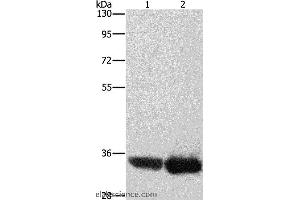 Western blot analysis of Hela and hepG2 cell, using AIMP1 Polyclonal Antibody at dilution of 1:400 (AIMP1 antibody)