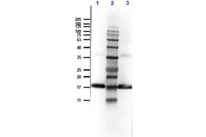Western Blot of Rabbit Anti-Human IL-1 Receptor Antagonist Antibody. (IL1RN antibody)