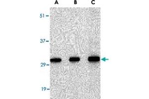 Western blot analysis of SNAI2 in 293 cell lysate with SNAI2 polyclonal antibody  at in (A) 0. (SLUG antibody  (Internal Region))