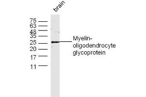 Mouse brain lysates probed with MOG Polyclonal Antibody, unconjugated  at 1:300 overnight at 4°C followed by a conjugated secondary antibody at 1:10000 for 60 minutes at 37°C. (MOG antibody  (AA 35-55))